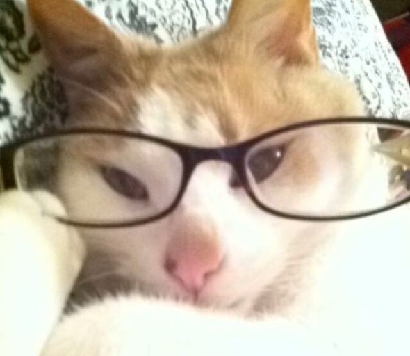 hilarious cat with glasses memes