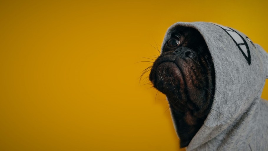 hilarious dog wallpaper in 4k