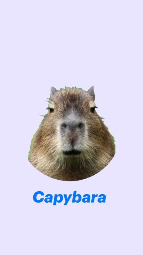 humorous capybara background art