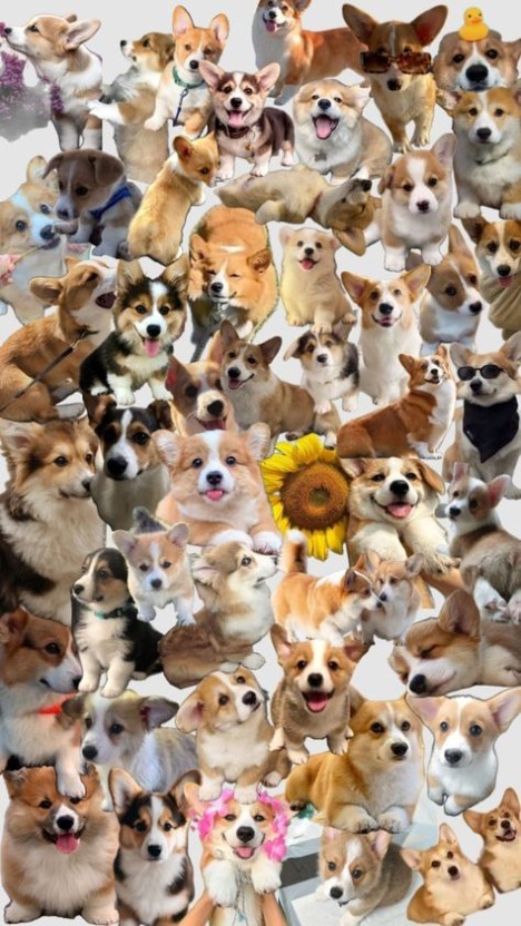 humorous corgi background images