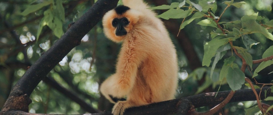 light gibbon wallpaper