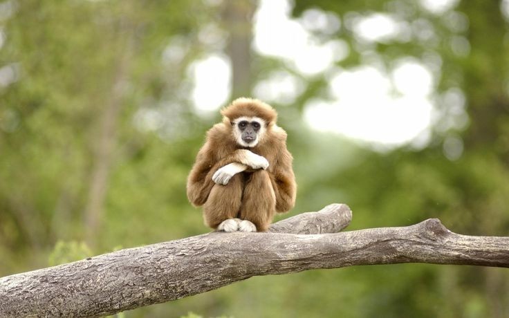 light gibbon wallpapers 0056