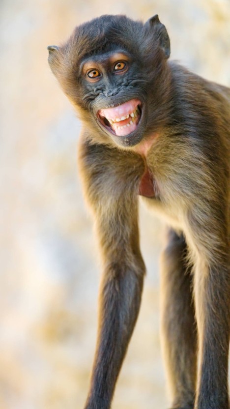 monkey wallpapers 0099