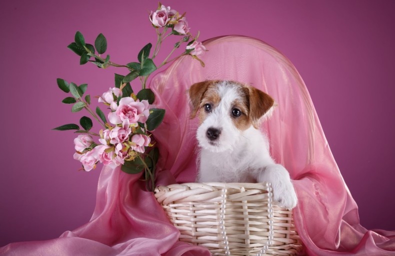 pink cute puppy wallpaper 0074