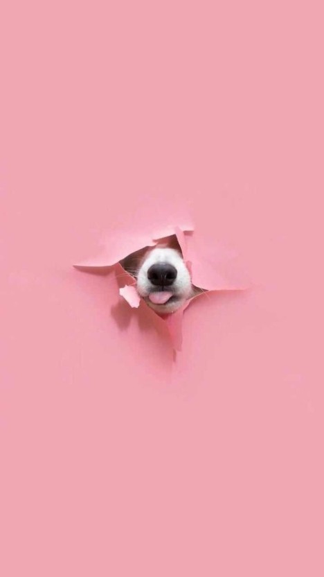 playful pink cute puppy desktop backgrounds