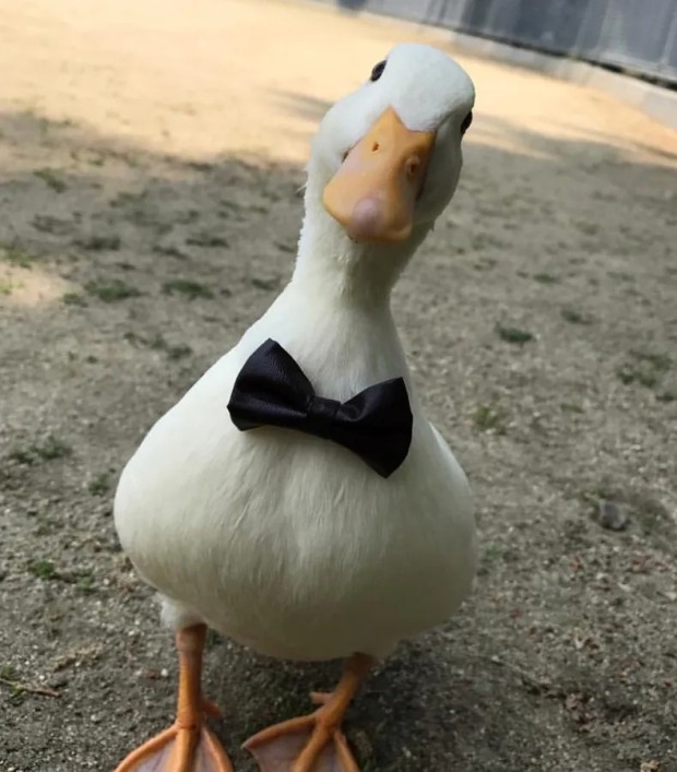 popular duck pfp themes