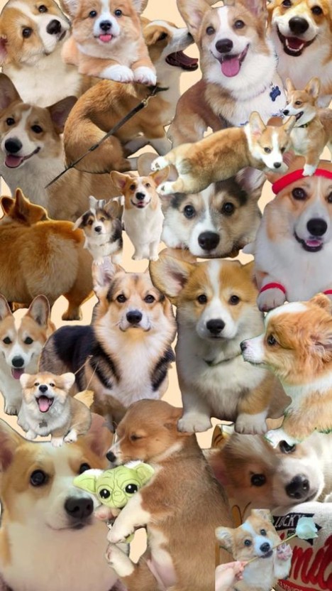 quirky corgi wallpapers