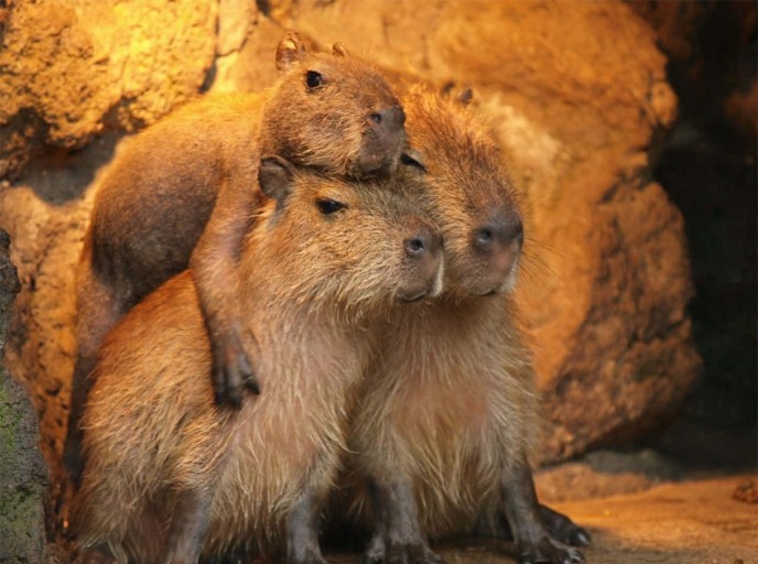 stylish capybara backgrounds