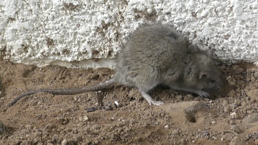 ugly rat 0023