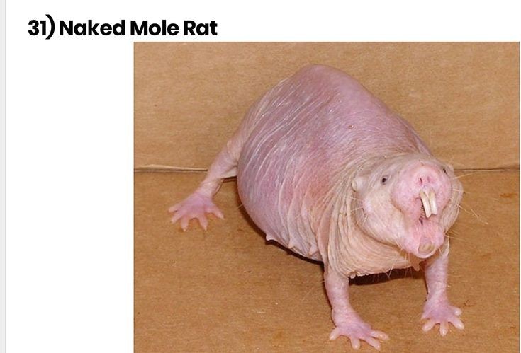 ugly rat 0031