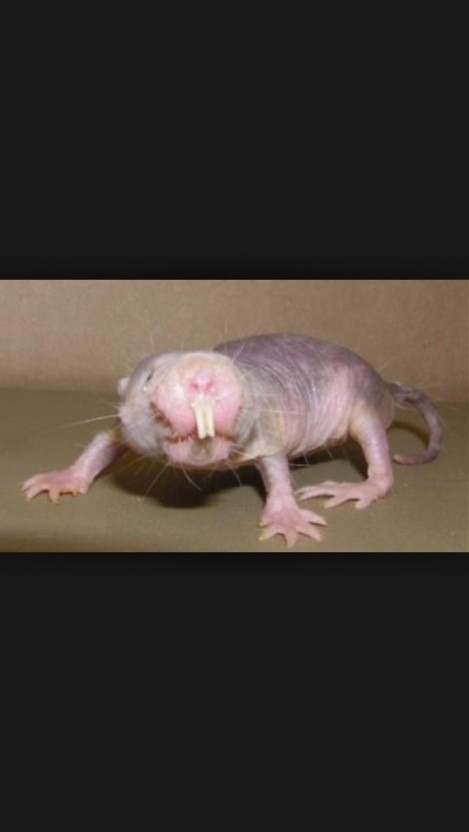 ugly rat 0032