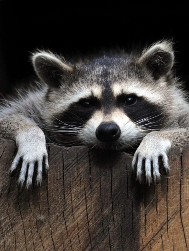 vibrant funny raccoon wallpapers