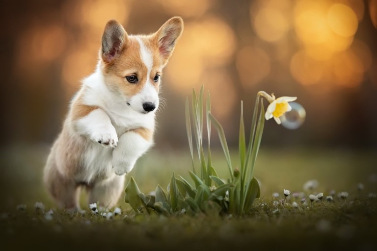 wallpaper corgi 0023