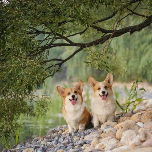 wallpaper corgi 0033