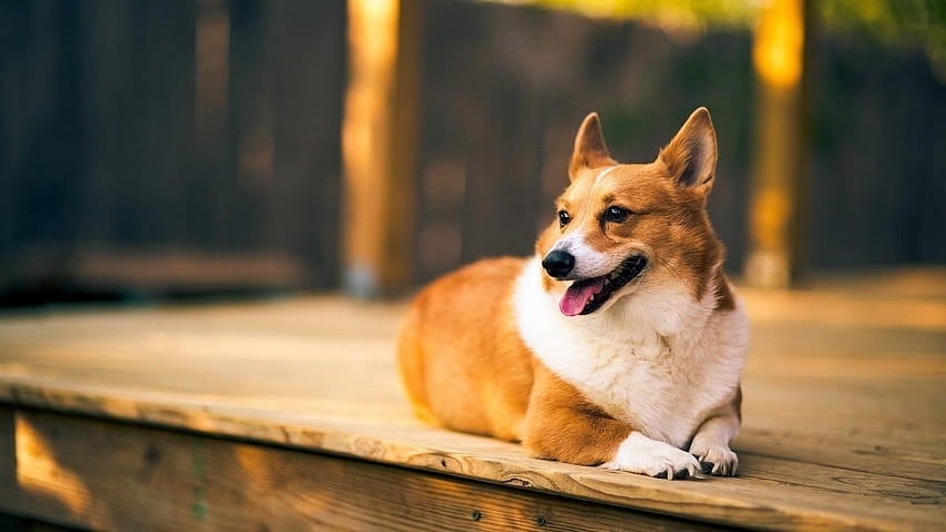 wallpaper corgi 0035