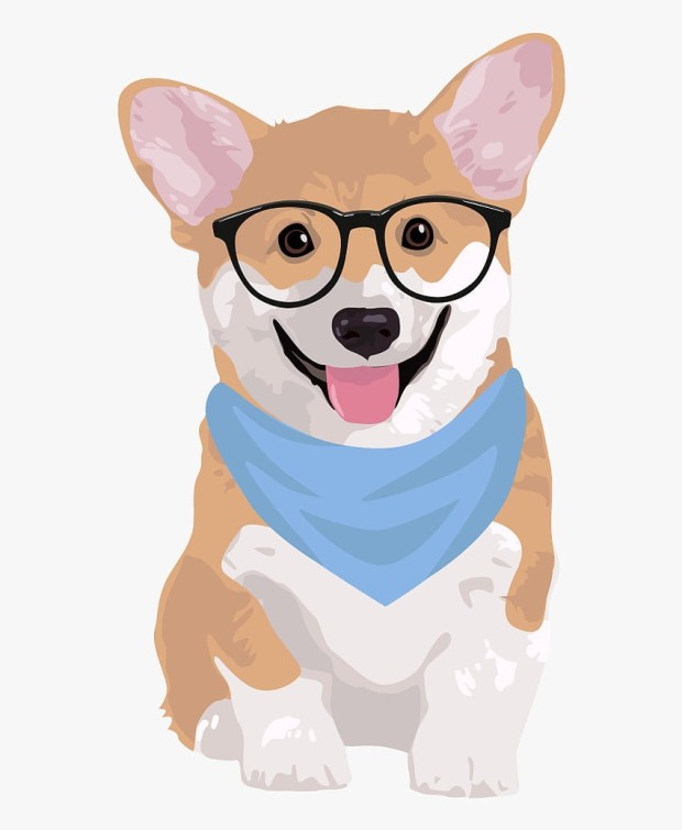 wallpaper corgi 0050