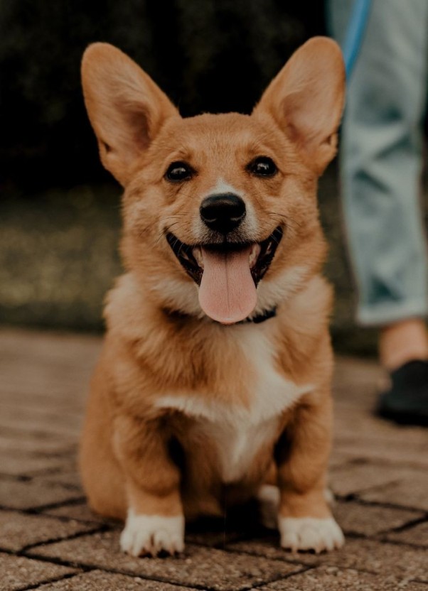 wallpaper corgi 0051