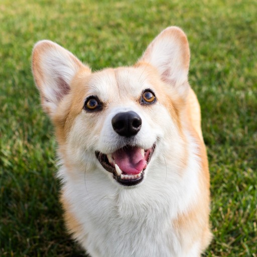 wallpaper corgi 0053