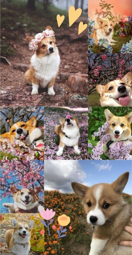 wallpaper corgi 0054