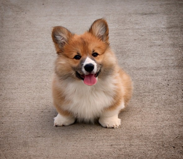 wallpaper corgi 0055