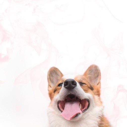 wallpaper corgi 0062