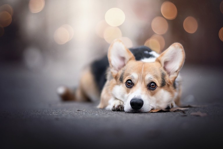 wallpaper corgi 0071