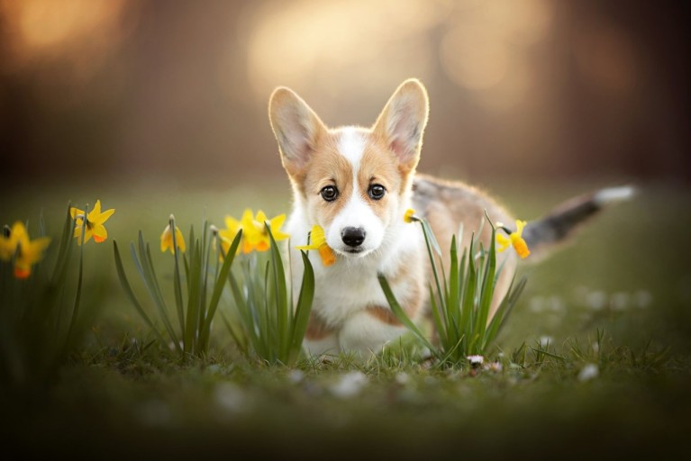 wallpaper corgi 0072