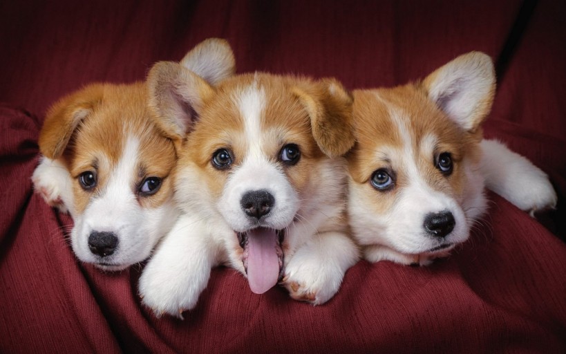 wallpaper corgi 0077