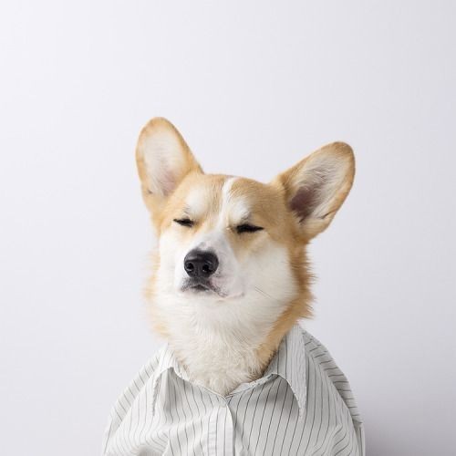 wallpaper corgi 0079