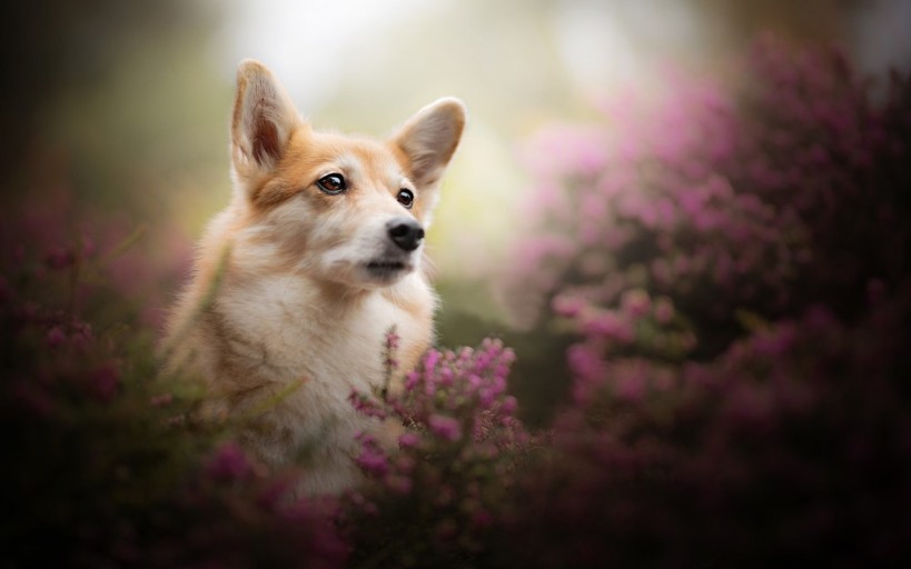 wallpaper corgi 0081