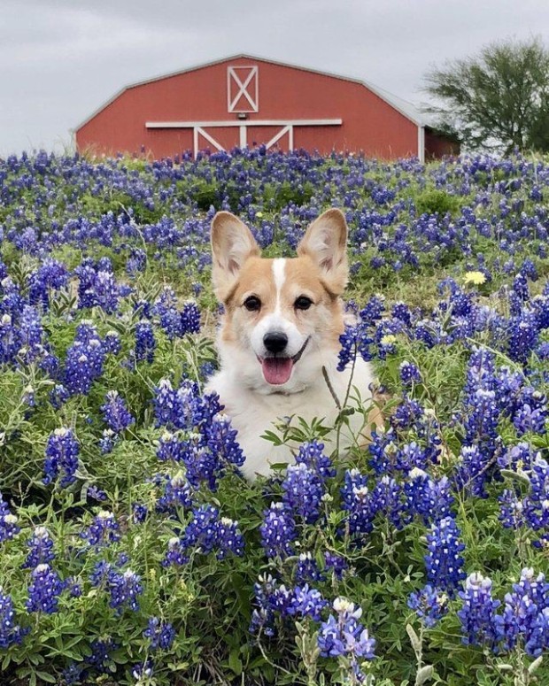 wallpaper corgi 0084