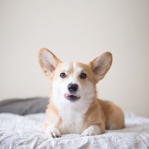 wallpaper corgi 0091