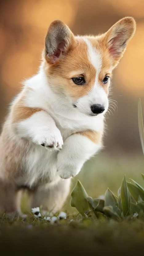 wallpaper corgi 0093