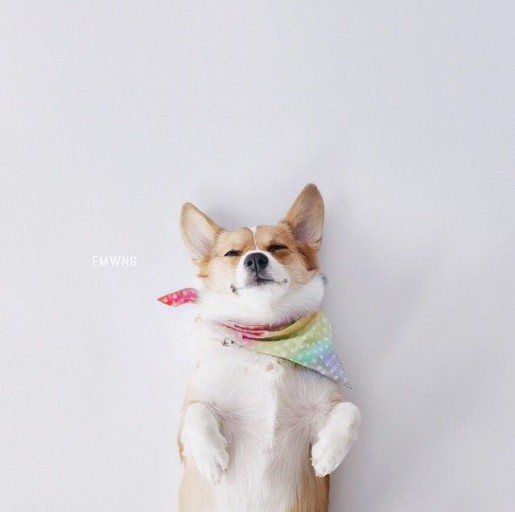 wallpaper corgi 0095