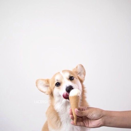 wallpaper corgi 0096